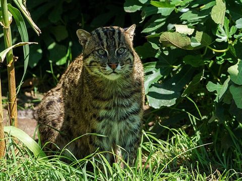 Kucing Bakau (Prionailurus viverrinus)
