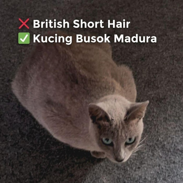 Kucing Busok