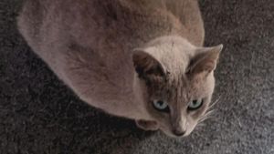 Video: Bukan British Short Hair, Kucing Ini Asli Madura