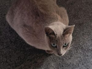 Jenis-Jenis Kucing Lokal Indonesia yang Jarang Diketahui