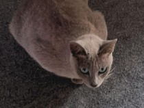Jenis-Jenis Kucing Lokal Indonesia yang Jarang Diketahui