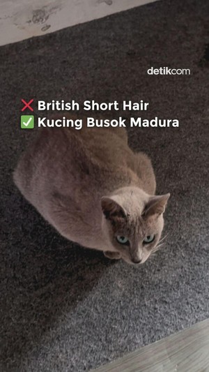 Video: Bukan British Short Hair, Kucing Ini Asli Madura