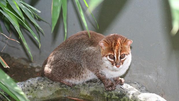 Kucing Kepala Datar (Prionailurus planiceps)