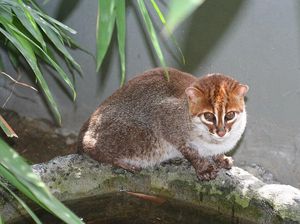 Setelah 30 Tahun Hilang, Kucing Kepala Datar Muncul di Thailand