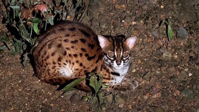 Kucing Macan Tutul Sunda (Prionailurus javanensis)