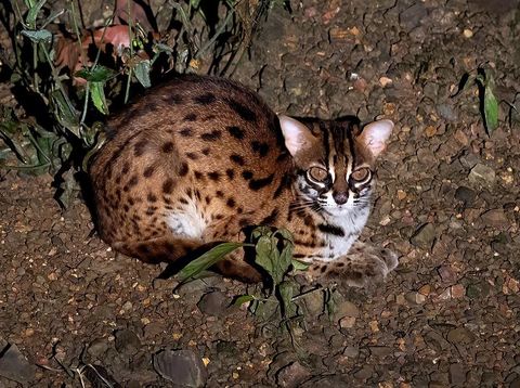 Kucing Macan Tutul Sunda (Prionailurus javanensis)