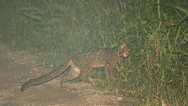 Kucing Marmer atau Kucing Batu (Pardofelis marmorata)