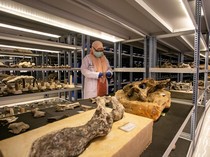 Melestarikan Jejak Manusia Purba di Sangiran