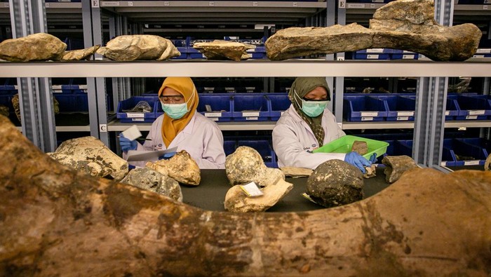 Konservator memeriksa data fosil dan benda purbakala di ruang penyimpanan Laboratorium Konservasi Museum dan Cagar Budaya Klaster Bukuran, Kalijambe, Sragen, Jawa Tengah, Rabu (9/7/2025). Pendataan dan konservasi koleksi benda purbakala yang ditemukan di kawasan Situs Purbakala Sangiran tersebut sebagai upaya identifikasi temuan hingga pelestarian fosil dan benda purbakala agar tetap terawat dan terjaga sehingga dapat menjadi sarana edukasi museum dan penelitian ilmu pengetahuan. ANTARA FOTO/Mohammad Ayudha/nz.