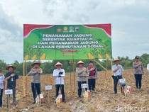 Jaga Harga Pangan Stabil, Polda Kalsel Tanam Jagung Pakan Serentak