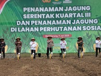 Polda Banten Tanam Jagung di Lahan Perhutanan Sosial 115,76 Hektare