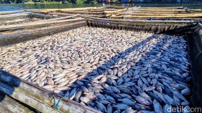 Ribuan ikan mati mendadak di Telaga Ngebel Ponorogo