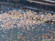 Video: Ribuan Ikan Nila di Ponorogo Mati Mendadak gegara Gas Belerang