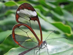 Foto-foto Serangga Lucu yang Belum Pernah Kamu Lihat