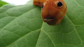 Ulat bermata besar. Foto: Alinali/Wikimedia via BrightSide