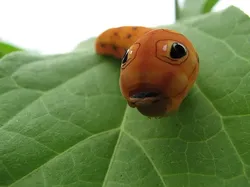 Foto-foto Serangga Lucu yang Belum Pernah Kamu Lihat