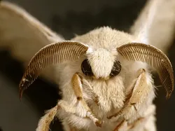 Foto-foto Serangga Lucu yang Belum Pernah Kamu Lihat