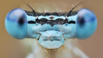 Blue featherleg. Foto: Wikimedia via BrightSide
