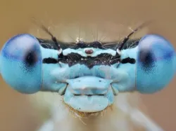 Foto-foto Serangga Lucu yang Belum Pernah Kamu Lihat