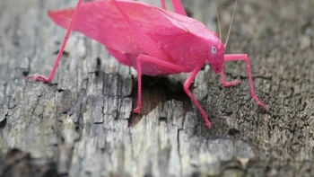 Belalang daun betina warna pink. Foto: National Geographic via BrightSide