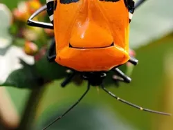 Foto-foto Serangga Lucu yang Belum Pernah Kamu Lihat