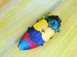 Foto-foto Serangga Lucu yang Belum Pernah Kamu Lihat