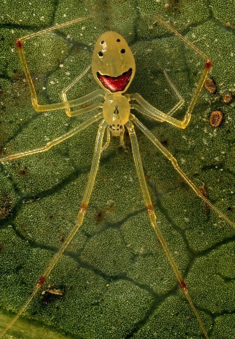 Serangga lucu