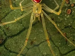 Foto-foto Serangga Lucu yang Belum Pernah Kamu Lihat