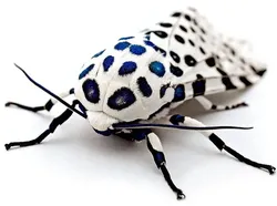 Foto-foto Serangga Lucu yang Belum Pernah Kamu Lihat