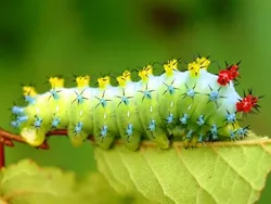 Foto-foto Serangga Lucu yang Belum Pernah Kamu Lihat