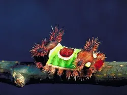 Foto-foto Serangga Lucu yang Belum Pernah Kamu Lihat