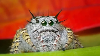 Laba-laba jumper. Foto: Opoterser/Wikimedia via BrightSide
