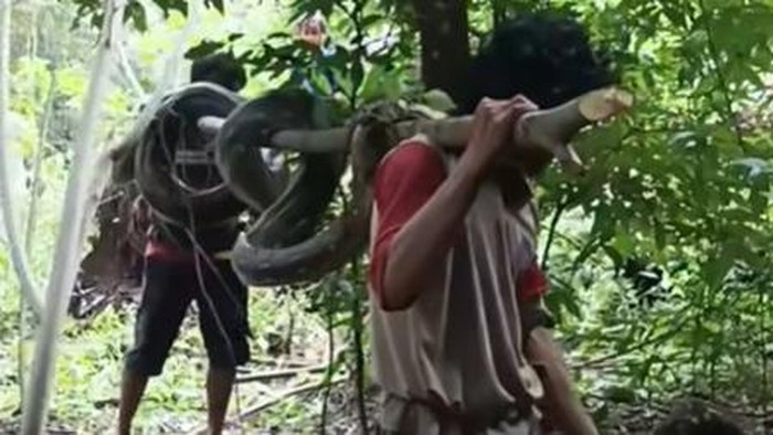 Ular piton sepanjang 5 meter ditangkap warga di Kabupaten Kepulauan Selayar.