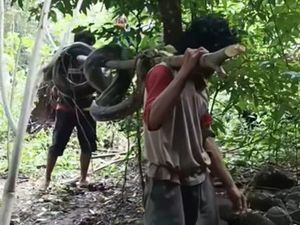 Ular Piton 5 Meter Mati Ditebas Warga di Selayar, Bangkai Dijual Rp 320 Ribu