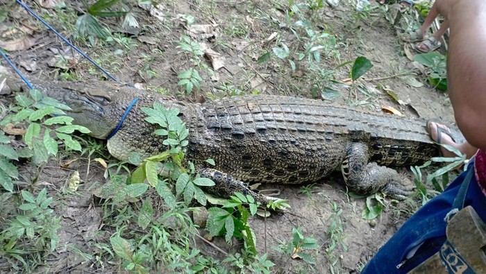 Buaya sepanjang 4 meter ditangkap usai nyaris terkam bocah di Muna.