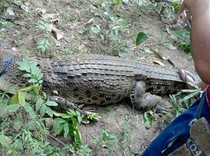 Buaya 4 Meter di Muna Nyaris Terkam Bocah Saat Mancing di Sungai