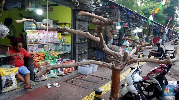 Calon pembeli melihat burung yang dijual di Pasar Hewan Barito, Jakarta, Kamis (10/7/2025). (CNBC Indonesia/Muhammad Sabki)