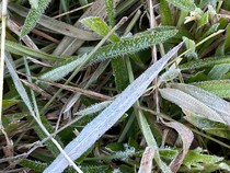 Brrr! Embun Dieng Membeku Pagi Ini, Suhu 0 Derajat Celsius