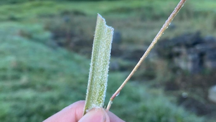 Fenomena alam embun es terjadi di area Candi Setyaki, Dieng, pagi ini, Kamis (10/7/2025).