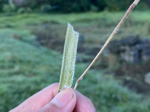 Fenomena alam embun es terjadi di area Candi Setyaki, Dieng, pagi ini, Kamis (10/7/2025).