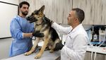Intip Pelatihan dan Medis Modern untuk Anjing Polisi di Yordania