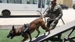 Intip Pelatihan dan Medis Modern untuk Anjing Polisi di Yordania