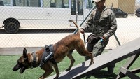 Pelatihan untuk anjing-anjing ini dimulai saat mereka berusia satu tahun. Pertama, mereka menjalani program pelatihan selama tiga bulan, diikuti dengan pelatihan tambahan selama satu bulan bersama pawangnya. Foto: REUTERS/Alaa Al Sukhni
