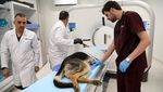 Intip Pelatihan dan Medis Modern untuk Anjing Polisi di Yordania