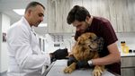 Intip Pelatihan dan Medis Modern untuk Anjing Polisi di Yordania