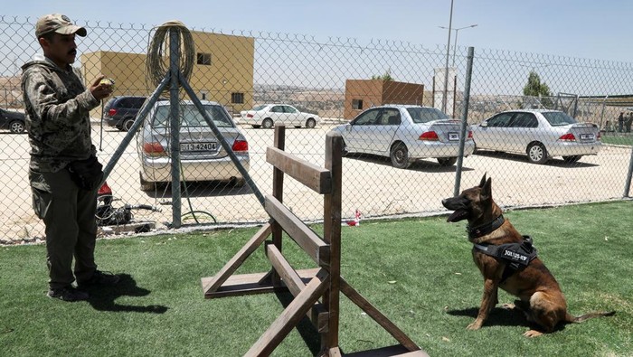 Intip Pelatihan Canggih dan Medis Modern untuk Anjing Polisi di Yordania A handler walks with a dog at Jordan's National K9 centre in Amman, Jordan July 1, 2025. REUTERS/Alaa Al Sukhni