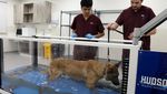 Intip Pelatihan dan Medis Modern untuk Anjing Polisi di Yordania