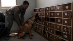 Intip Pelatihan dan Medis Modern untuk Anjing Polisi di Yordania