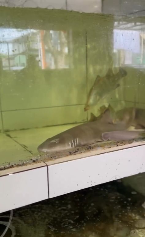 Ivan Gunawan membeli ikan hiu dari restoran dan melepasnya ke laut lepas