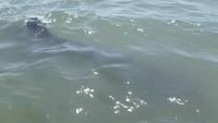 Ikan-ikan raksasa pemakan plankton ini terpantau menyusuri perairan dangkal sehingga mudah ditemukan.